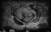 Bleeding Rose